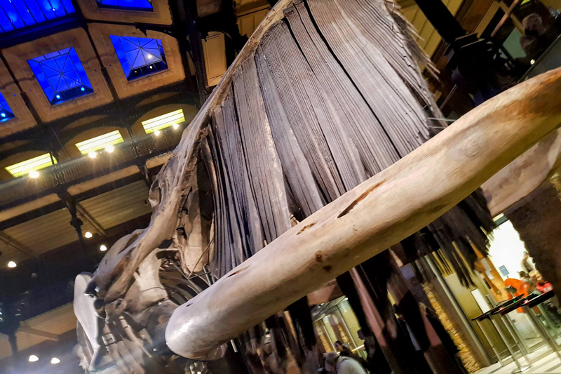 Visite - Grande galerie de l'évolution