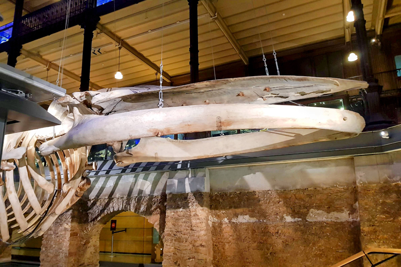 Visite - Grande galerie de l'évolution