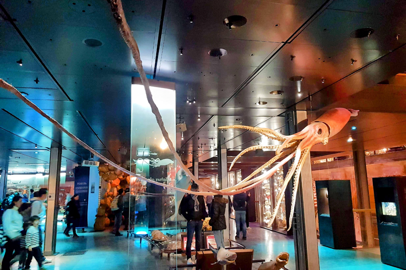 Visite - Grande galerie de l'évolution