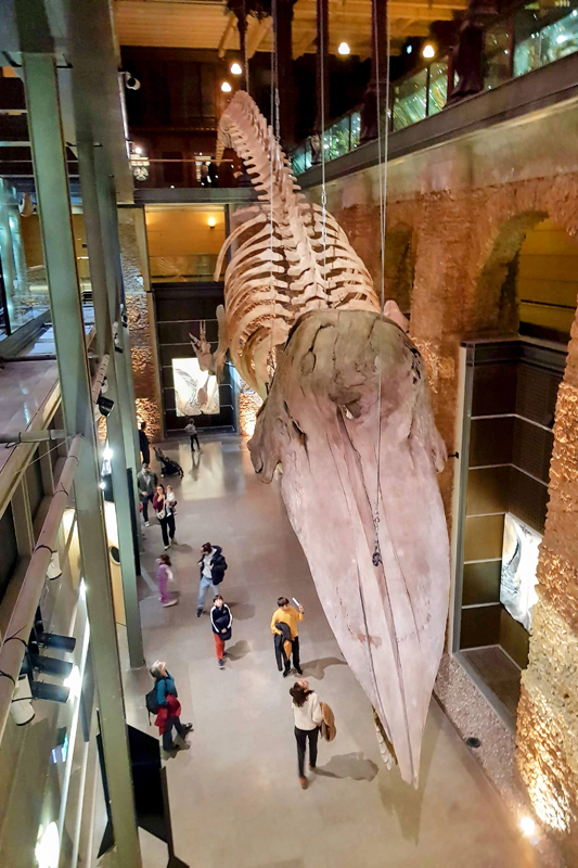 Visite - Grande galerie de l'évolution