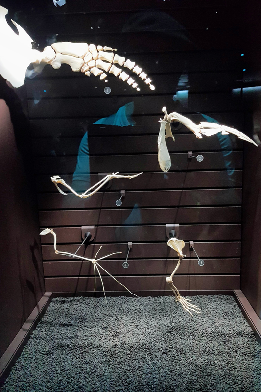 Visite - Grande galerie de l'évolution