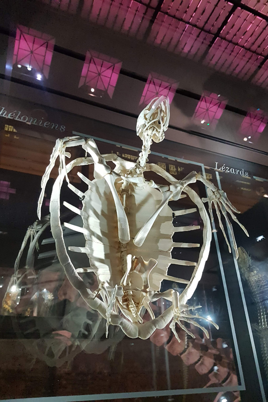 Visite - Grande galerie de l'évolution