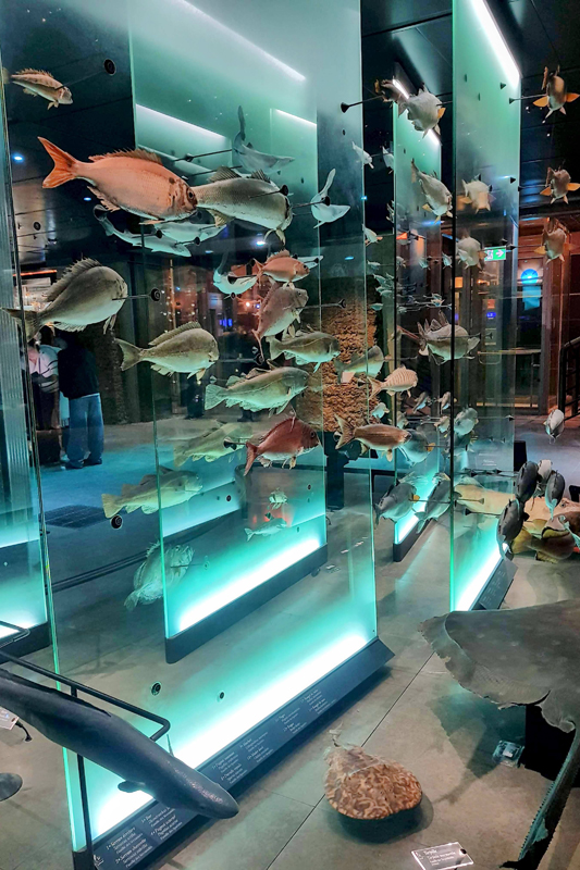 Visite - Grande galerie de l'évolution