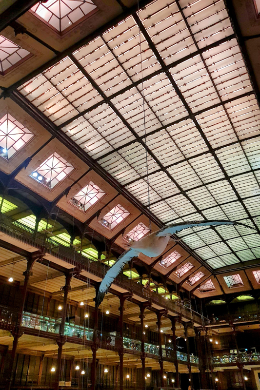 Visite - Grande galerie de l'évolution