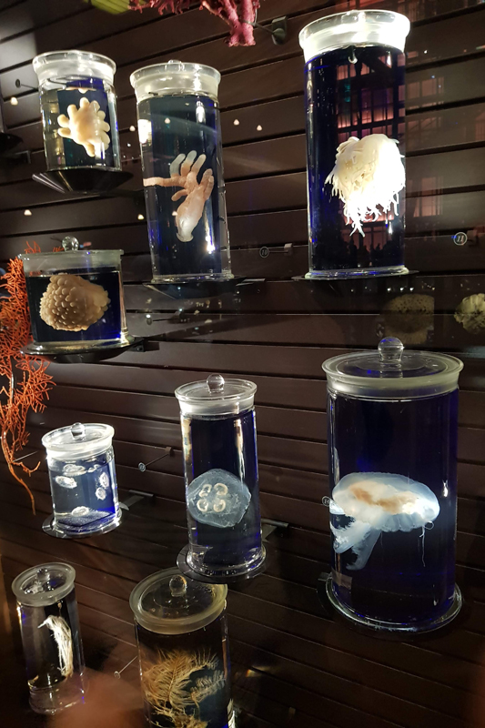 Visite - Grande galerie de l'évolution