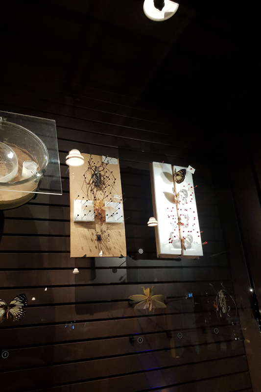 Visite - Grande galerie de l'évolution