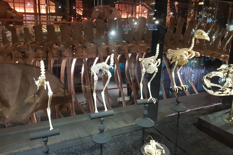 Visite - Grande galerie de l'évolution