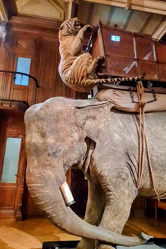 Visite - Grande galerie de l'évolution