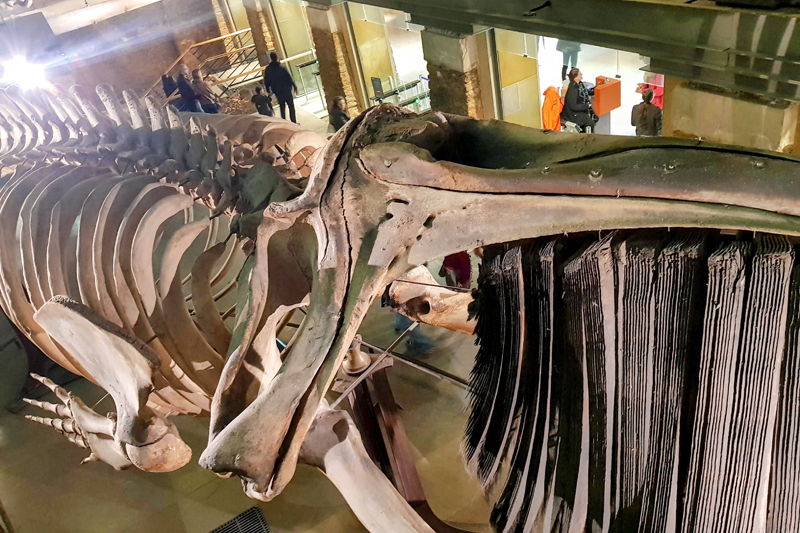 Visite - Grande galerie de l'évolution