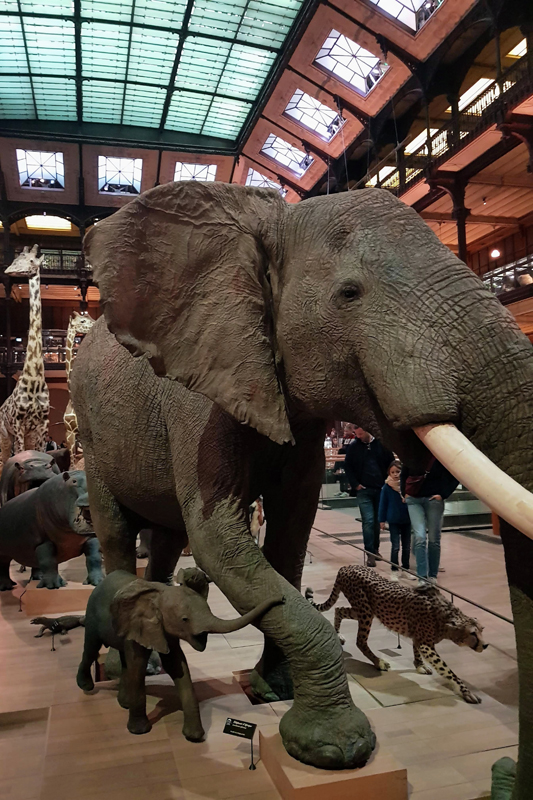 Visite - Grande galerie de l'évolution