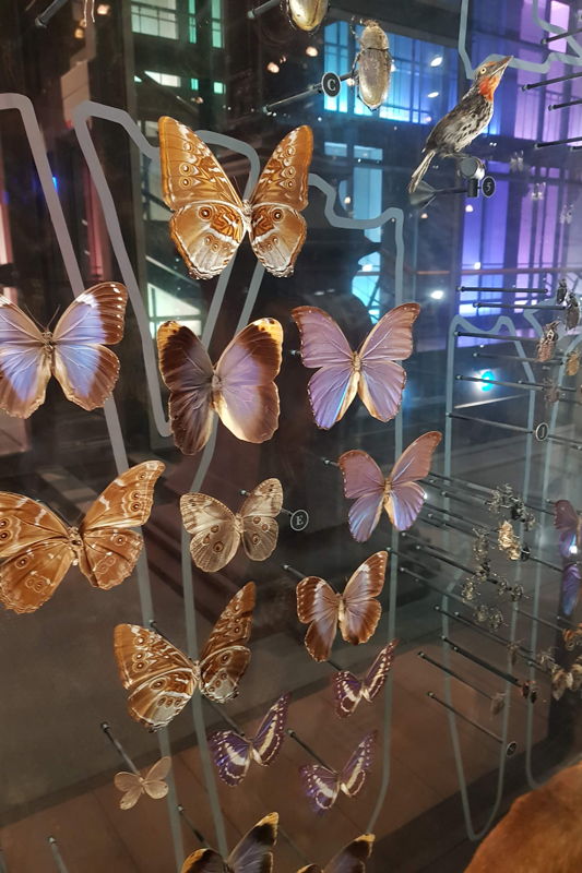 Visite - Grande galerie de l'évolution