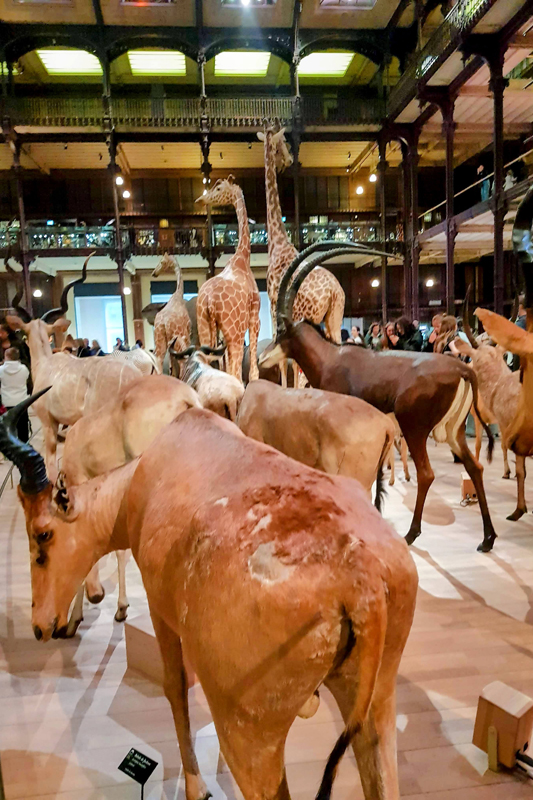 Visite - Grande galerie de l'évolution