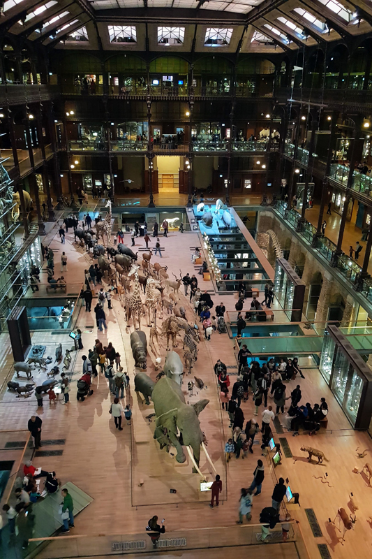 Visite - Grande galerie de l'évolution