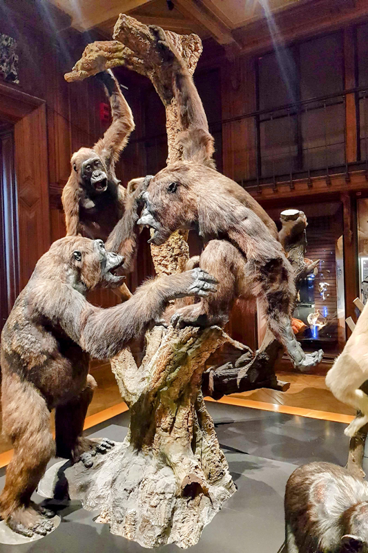 Visite - Grande galerie de l'évolution