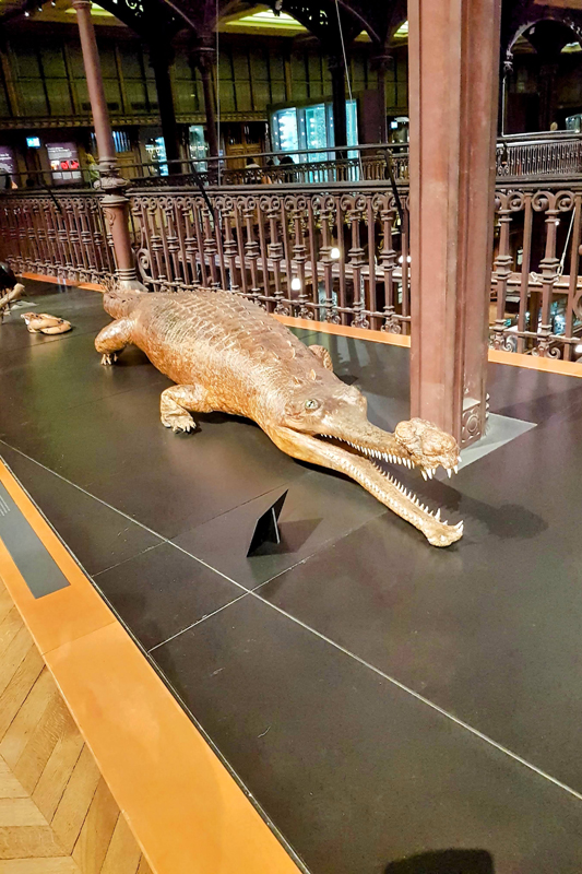 Visite - Grande galerie de l'évolution