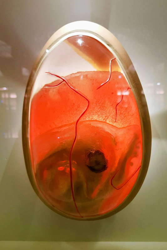 Visite - Grande galerie de l'évolution