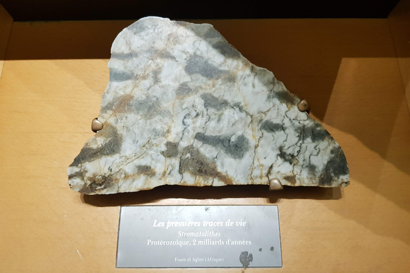 Visite - Grande galerie de l'évolution