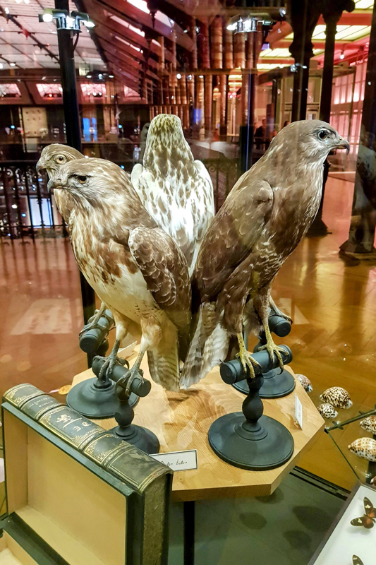 Visite - Grande galerie de l'évolution