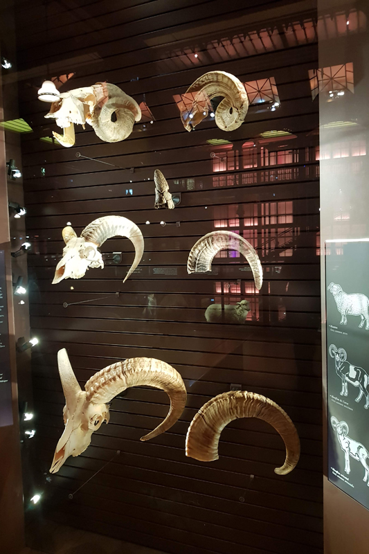 Visite - Grande galerie de l'évolution