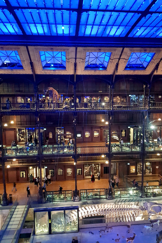 Visite - Grande galerie de l'évolution