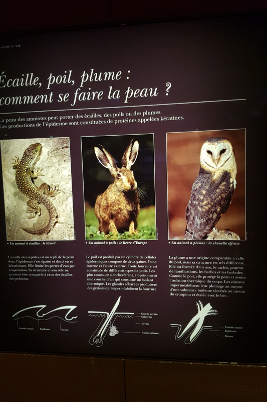 Visite - Grande galerie de l'évolution