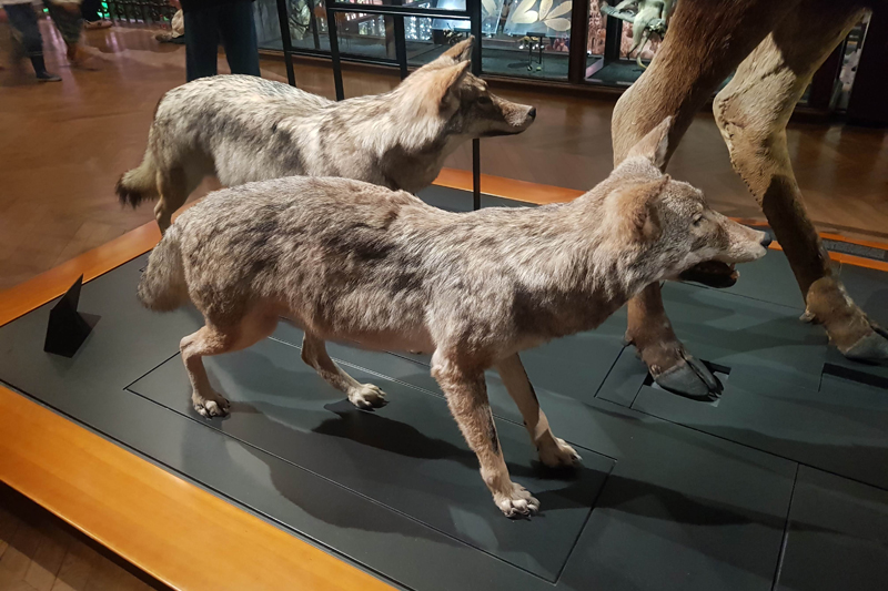 Visite - Grande galerie de l'évolution