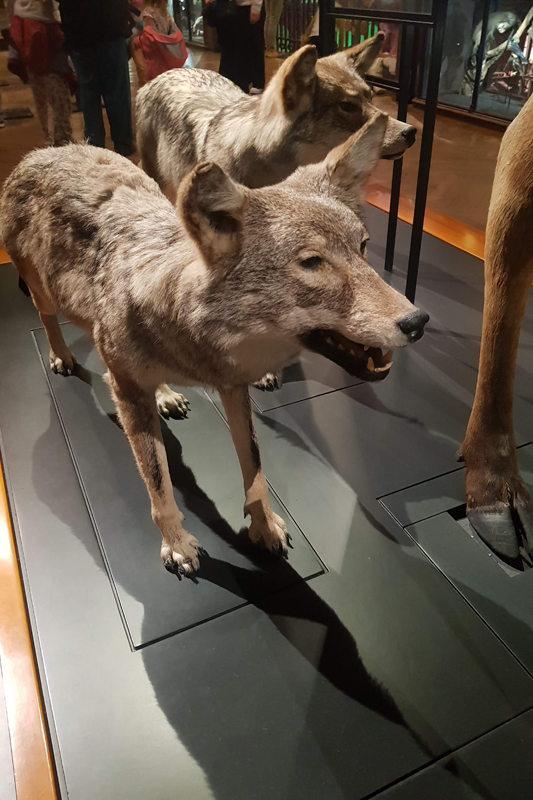 Visite - Grande galerie de l'évolution