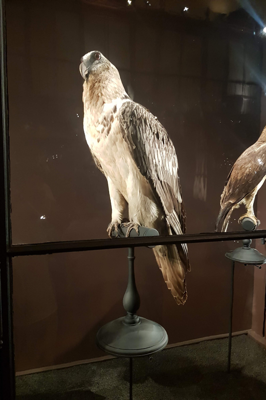 Visite - Grande galerie de l'évolution