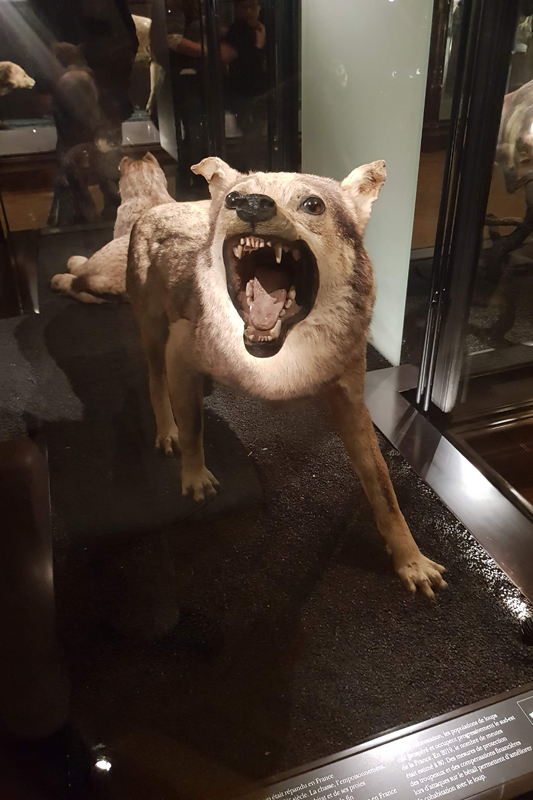 Visite - Grande galerie de l'évolution