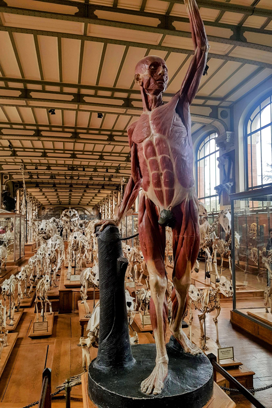 Visite - Galerie de paléontologie et d'anatomie comparée