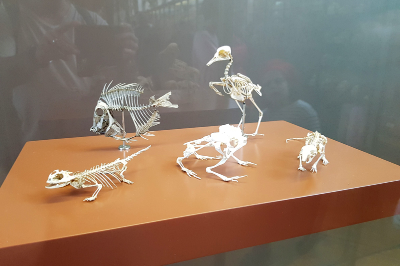 Visite - Galerie de paléontologie et d'anatomie comparée