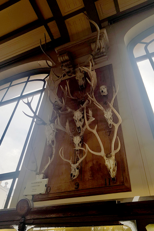 Visite - Galerie de paléontologie et d'anatomie comparée