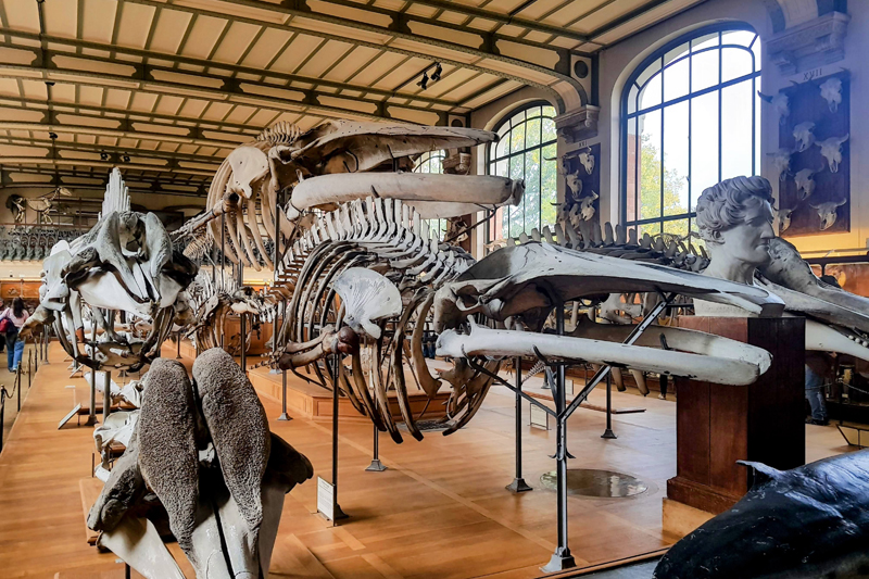 Visite - Galerie de paléontologie et d'anatomie comparée