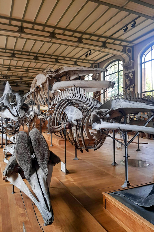 Visite - Galerie de paléontologie et d'anatomie comparée