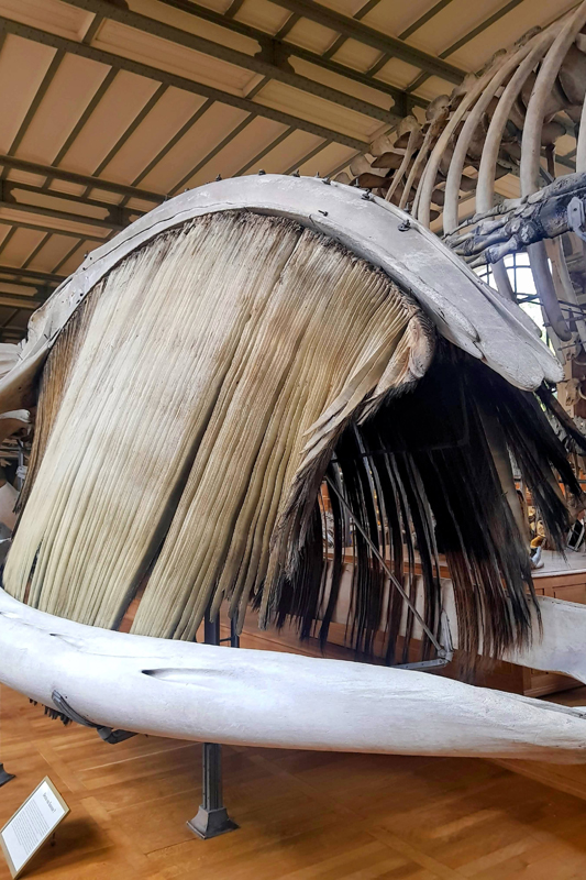 Visite - Galerie de paléontologie et d'anatomie comparée