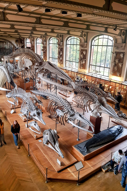 Visite - Galerie de paléontologie et d'anatomie comparée