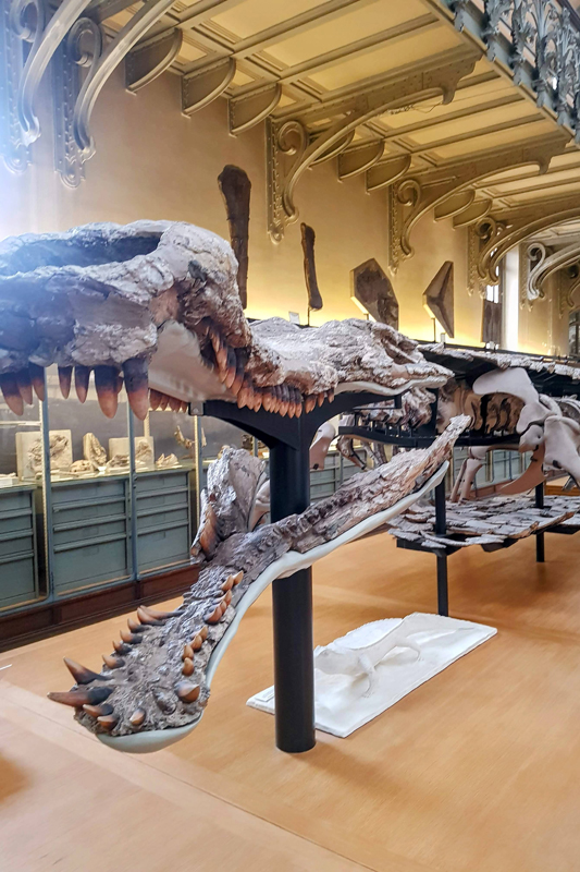 Visite - Galerie de paléontologie et d'anatomie comparée