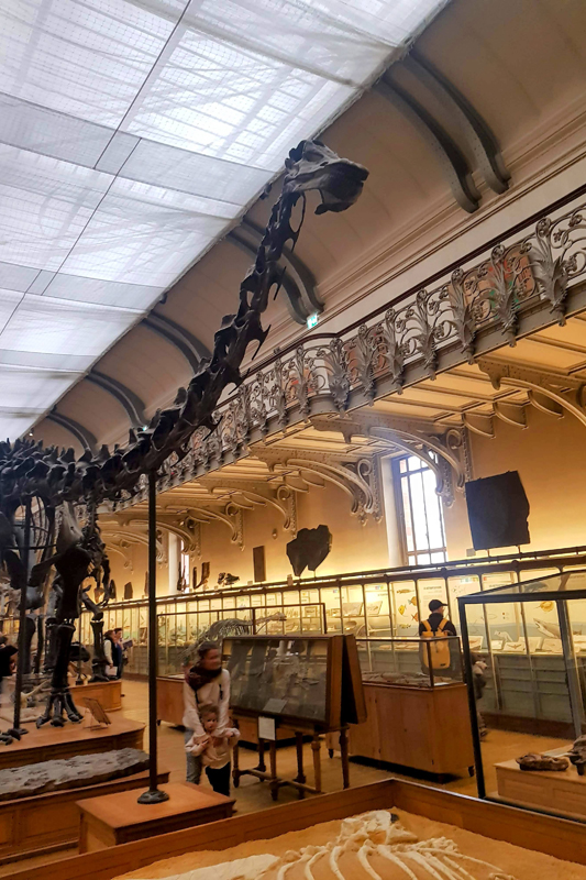 Visite - Galerie de paléontologie et d'anatomie comparée