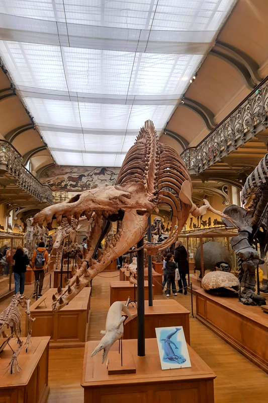 Visite - Galerie de paléontologie et d'anatomie comparée