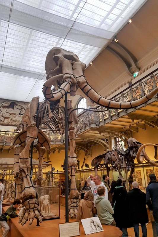 Visite - Galerie de paléontologie et d'anatomie comparée