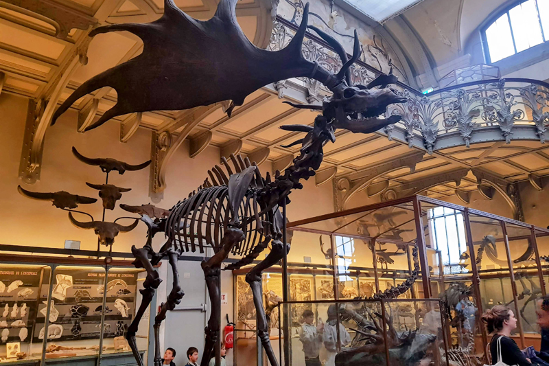 Visite - Galerie de paléontologie et d'anatomie comparée