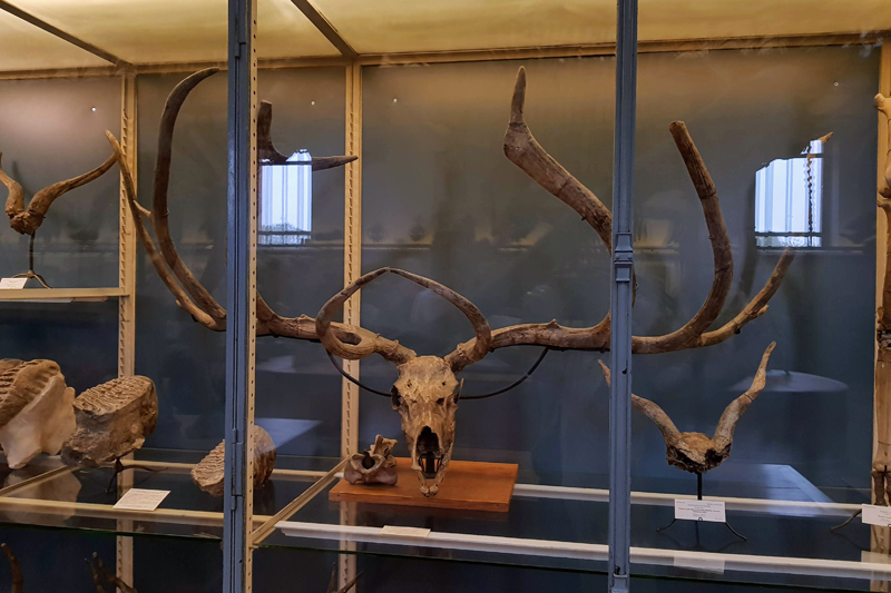 Visite - Galerie de paléontologie et d'anatomie comparée