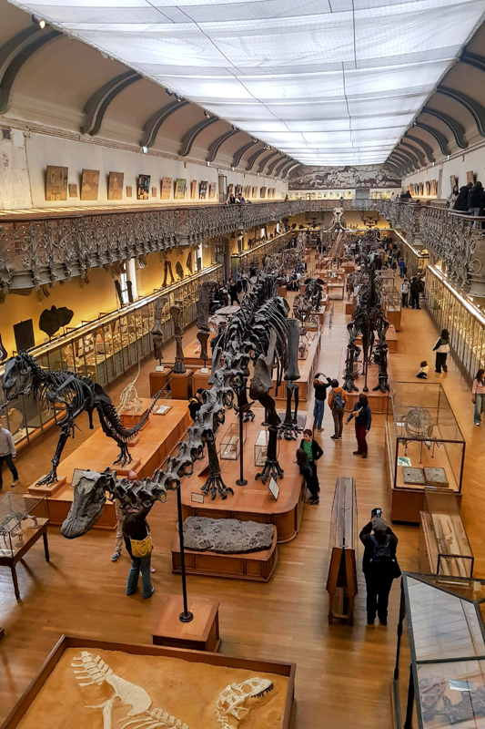 Visite - Galerie de paléontologie et d'anatomie comparée