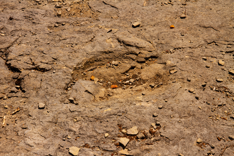 Visite - Site à pistes de dinosaures à Loulle