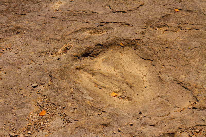 Visite - Site à pistes de dinosaures à Loulle