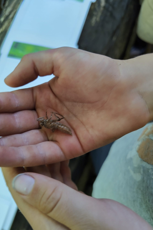 Randonnée - Sortie nature - Les insectes