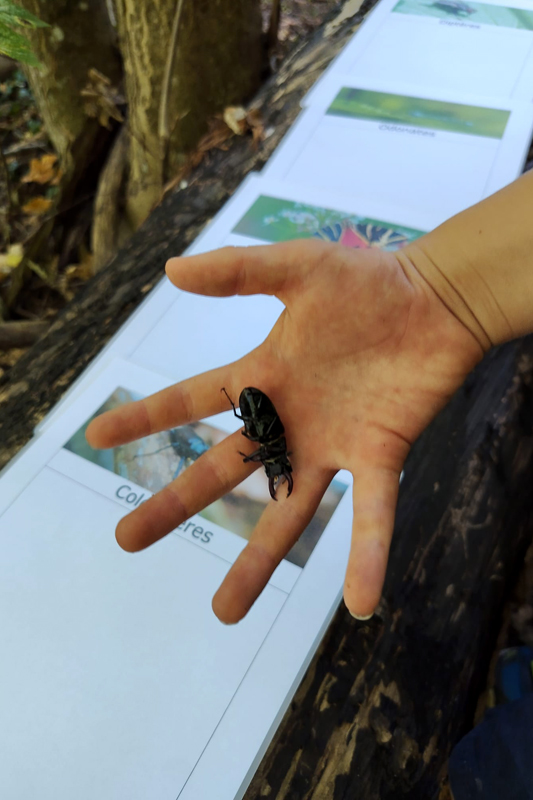 Randonnée - Sortie nature - Les insectes