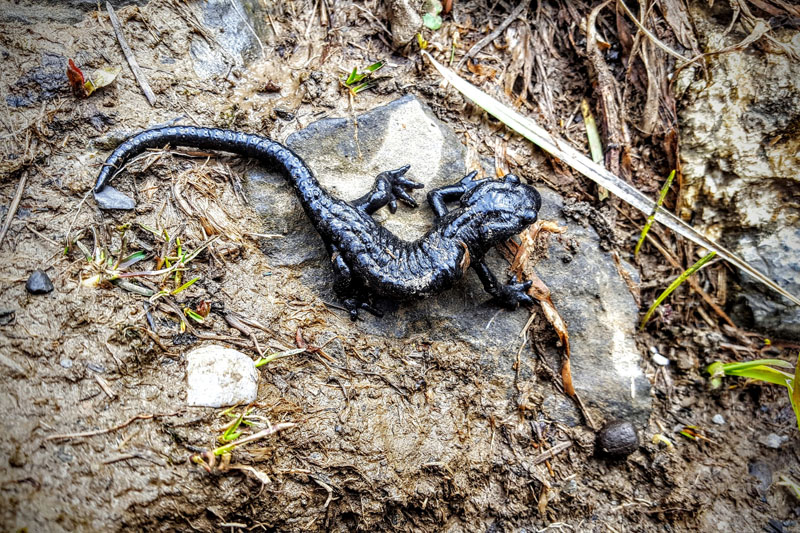 Salamandre noire - Villars-sur-Ollon - Suisse