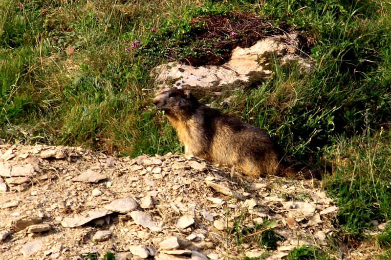Marmotte Marmotte
