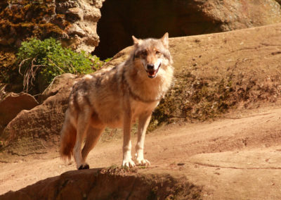 Loup gris, Zoo des Marécottes, Valais, Suisse
